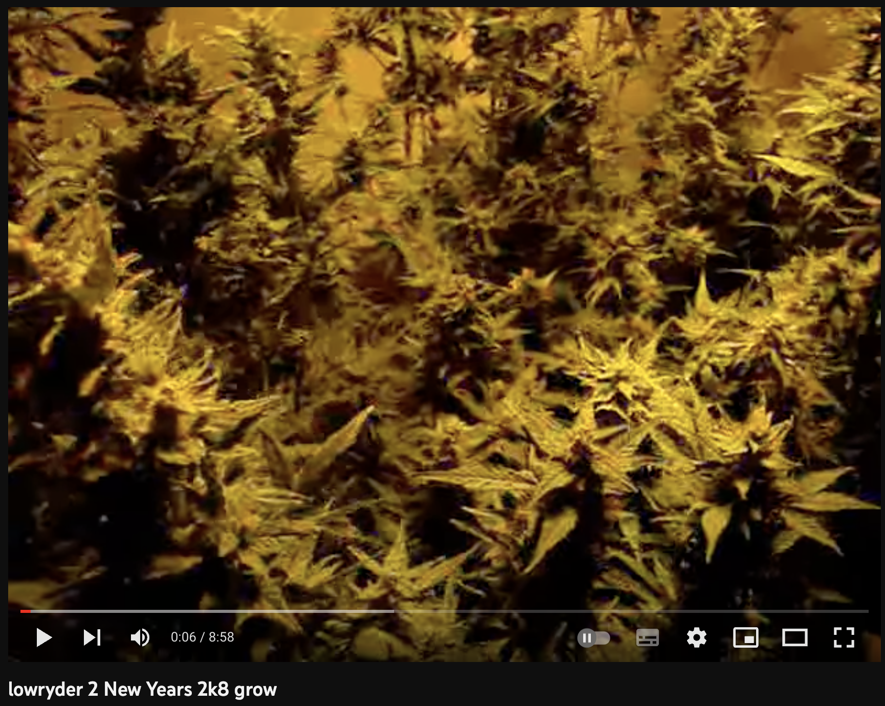 video cannabis xxx