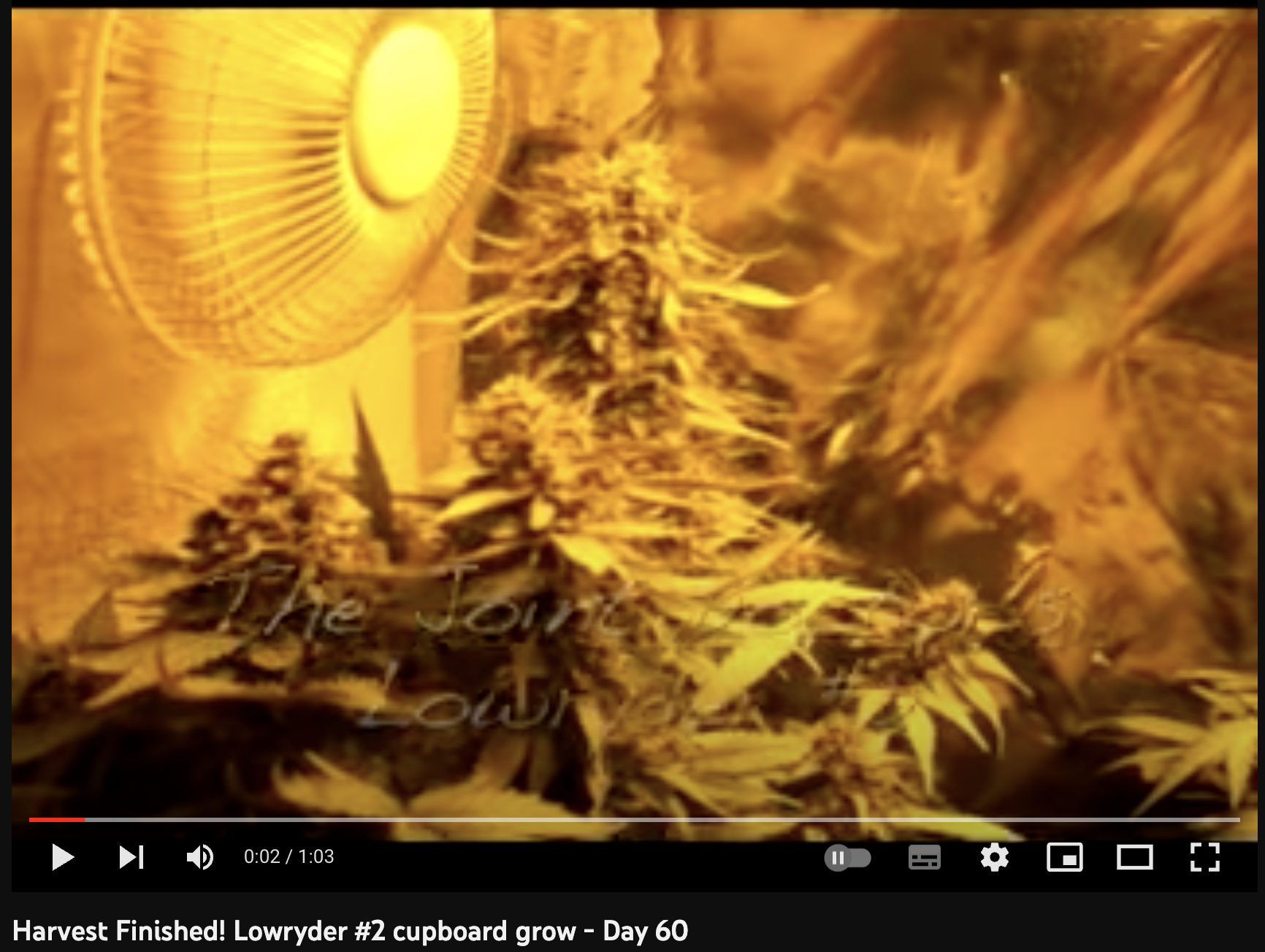 video cannabis xxx