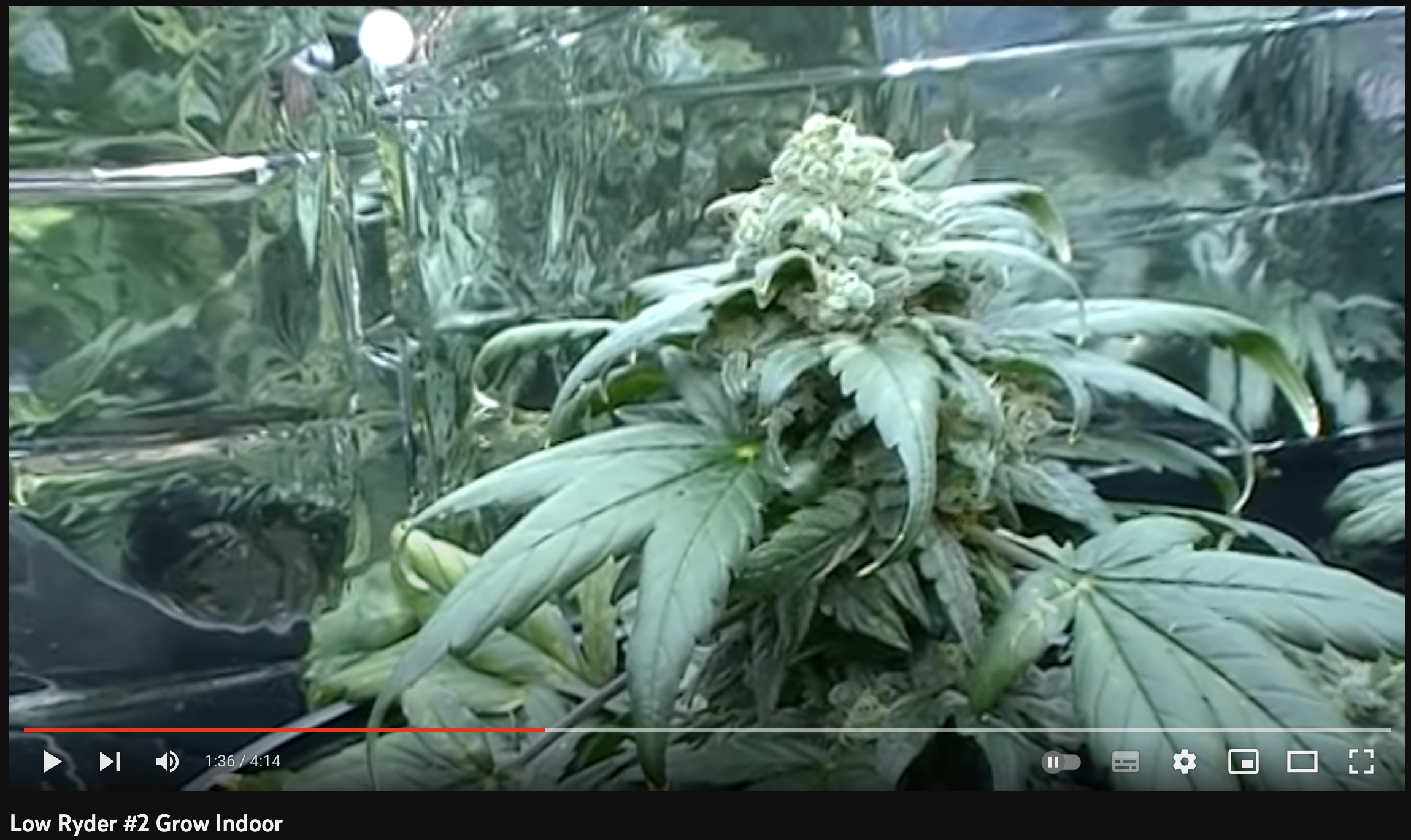 video cannabis xxx