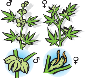 male-femelle-cannabis