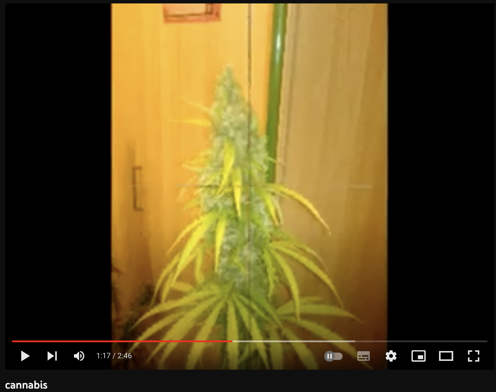 video cannabis xxx