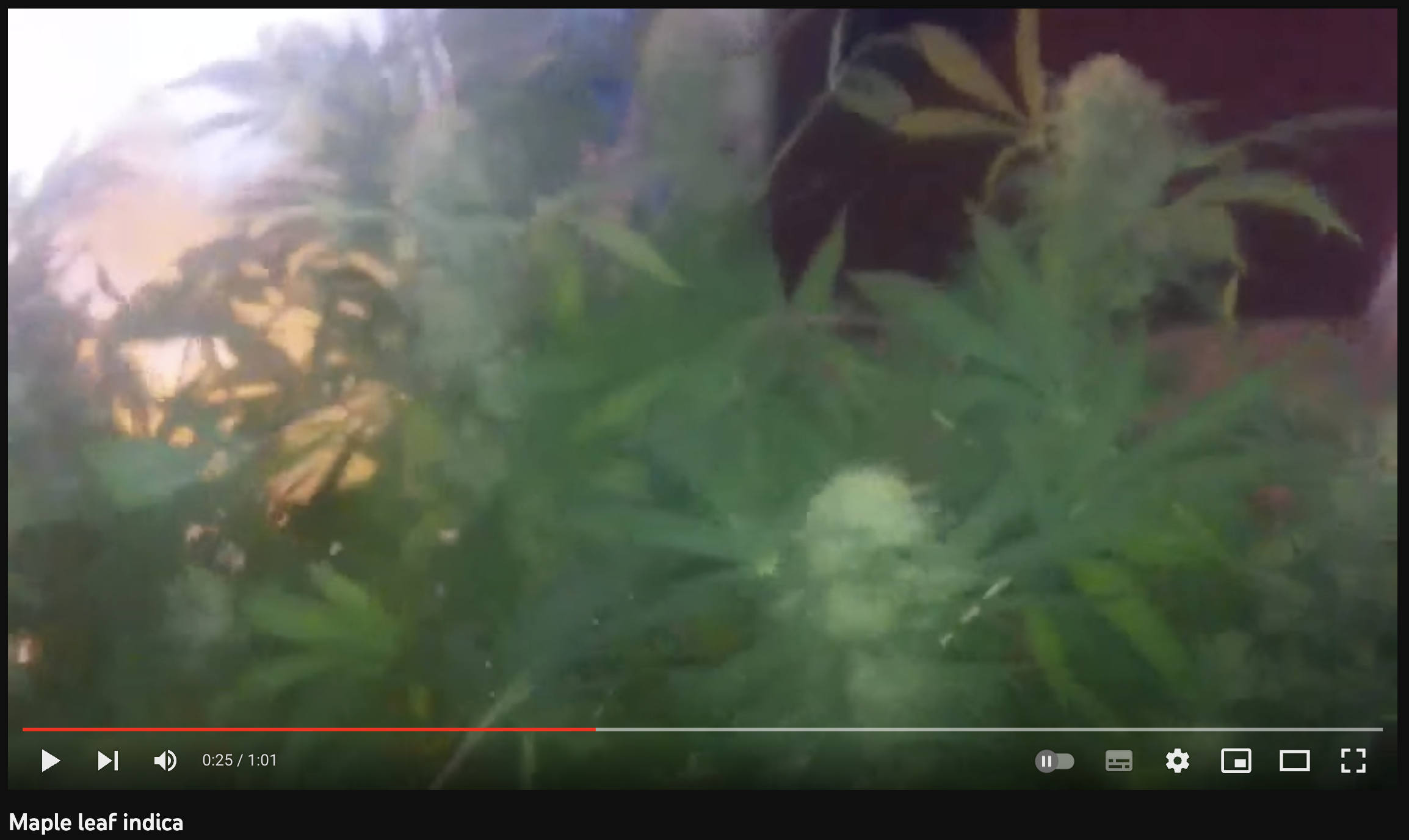 video cannabis xxx