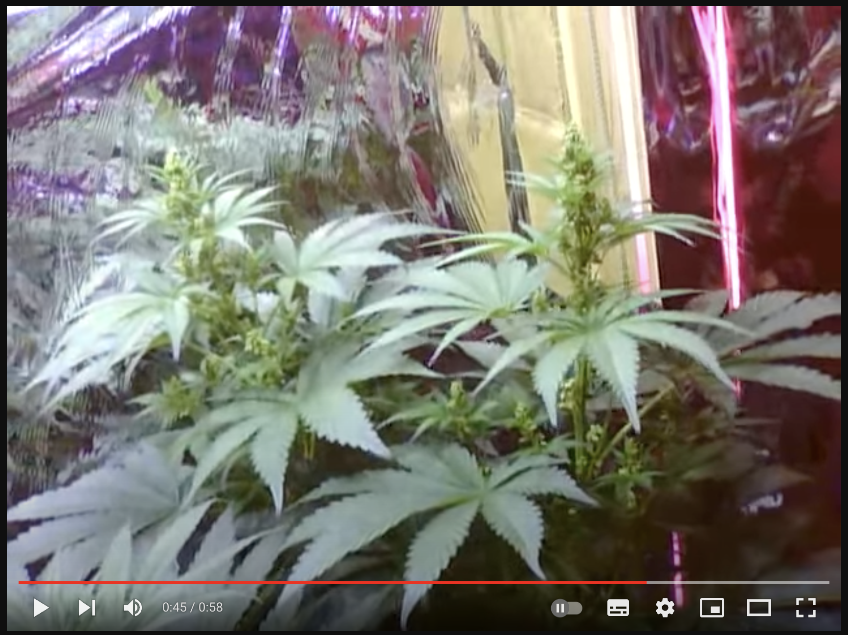 video cannabis xxx