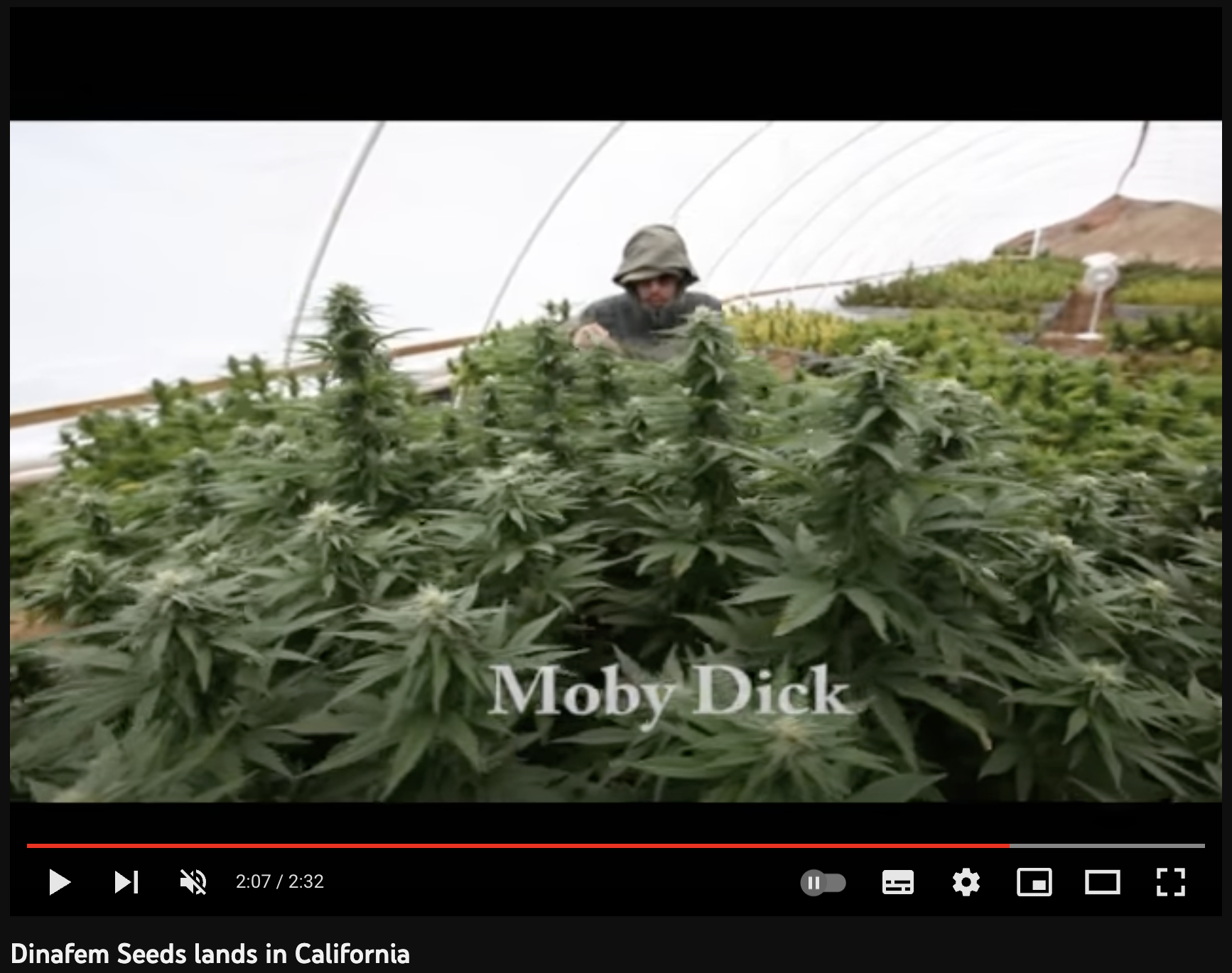 video cannabis xxx