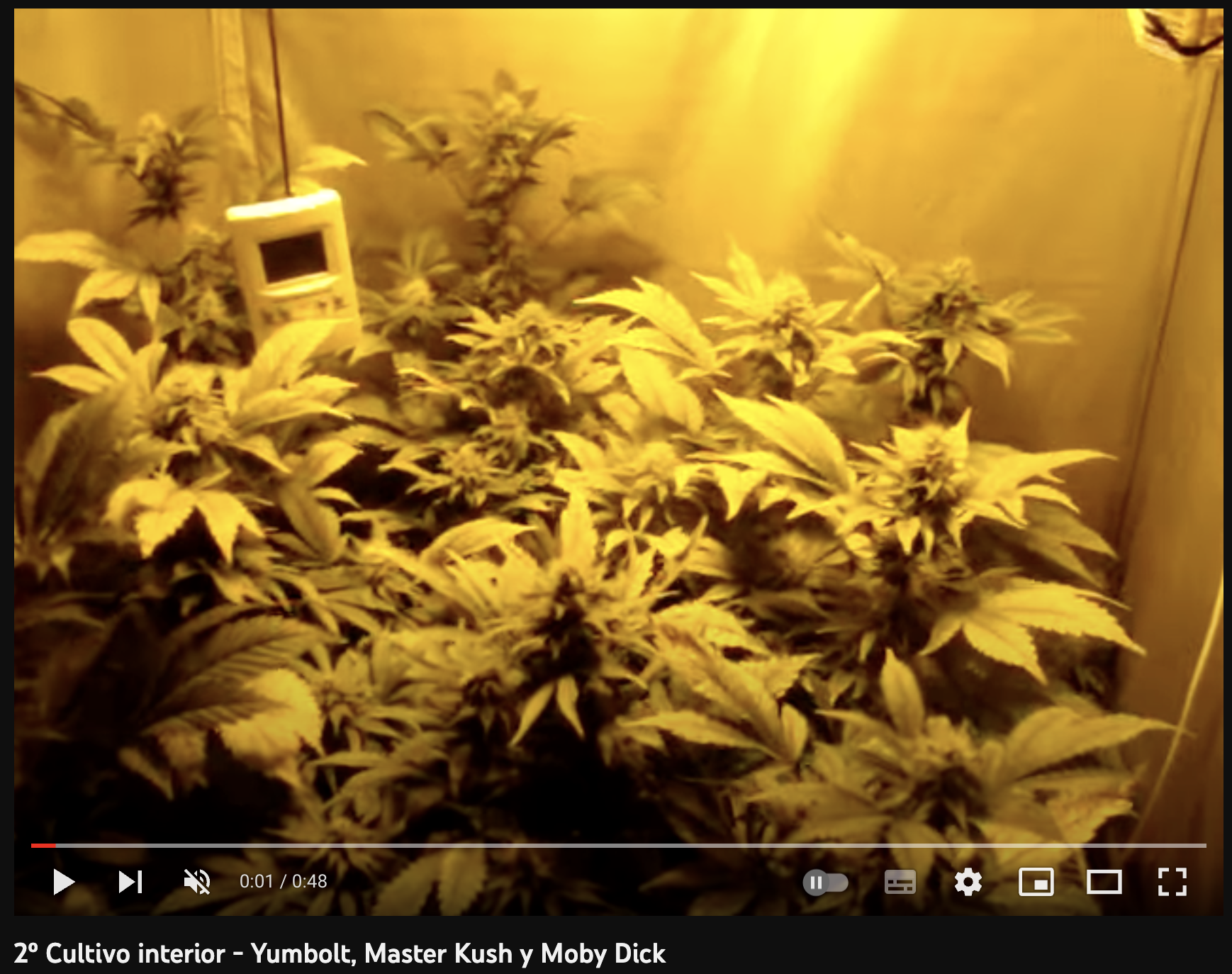 video cannabis xxx