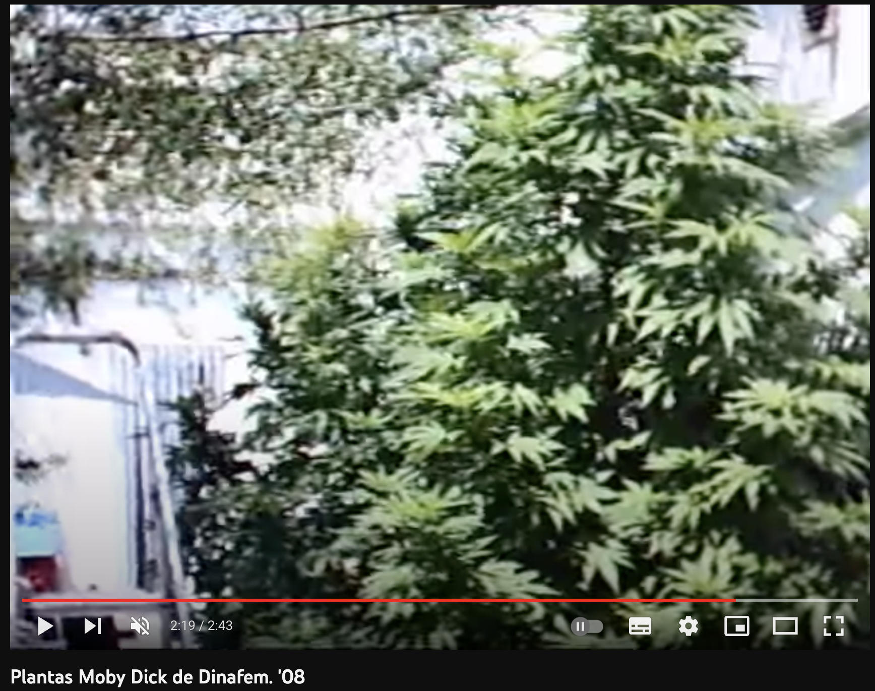 video cannabis xxx