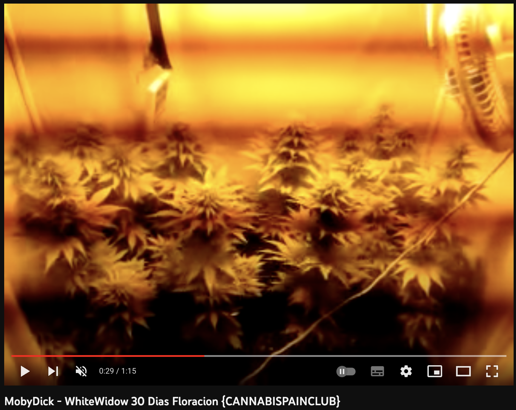 video cannabis xxx