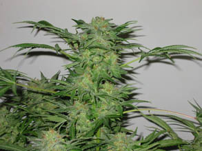 AK-48-nirvana