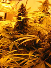 aurora indica nirvana