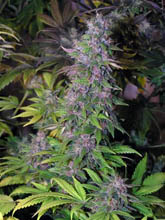 blackberry