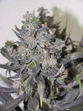 blue-mystic