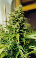 masterkush