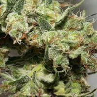new_york_power_diesel