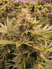raspberry_cough
