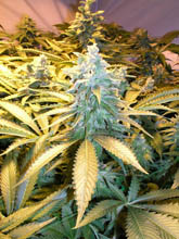 snow_white