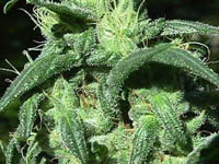 sterling_haze