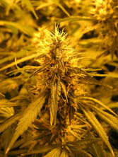 super_skunk
