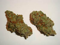 swiss_cheese