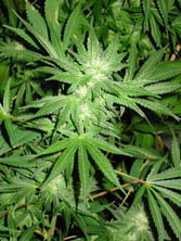white_rhino