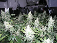 white_widow