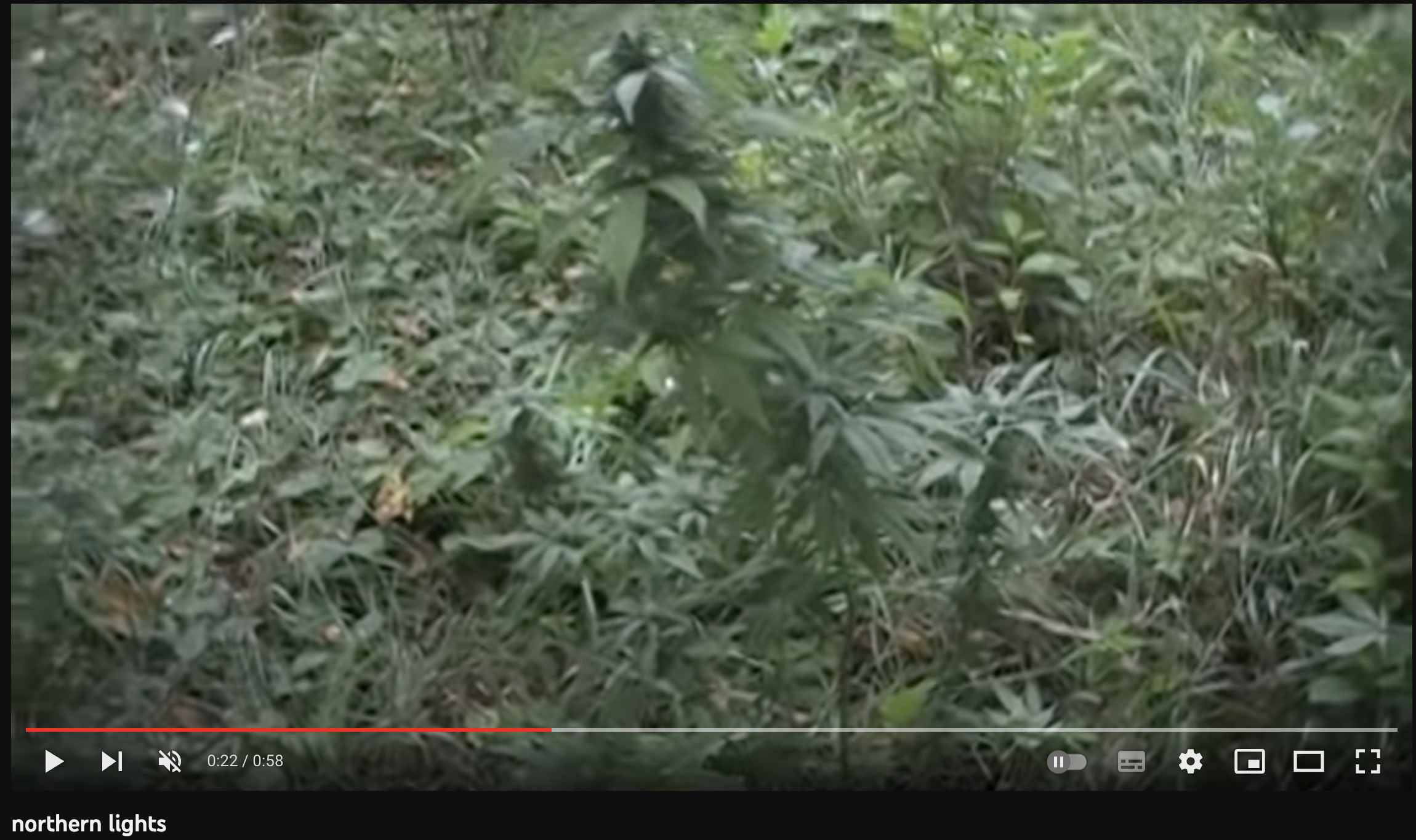 video cannabis xxx