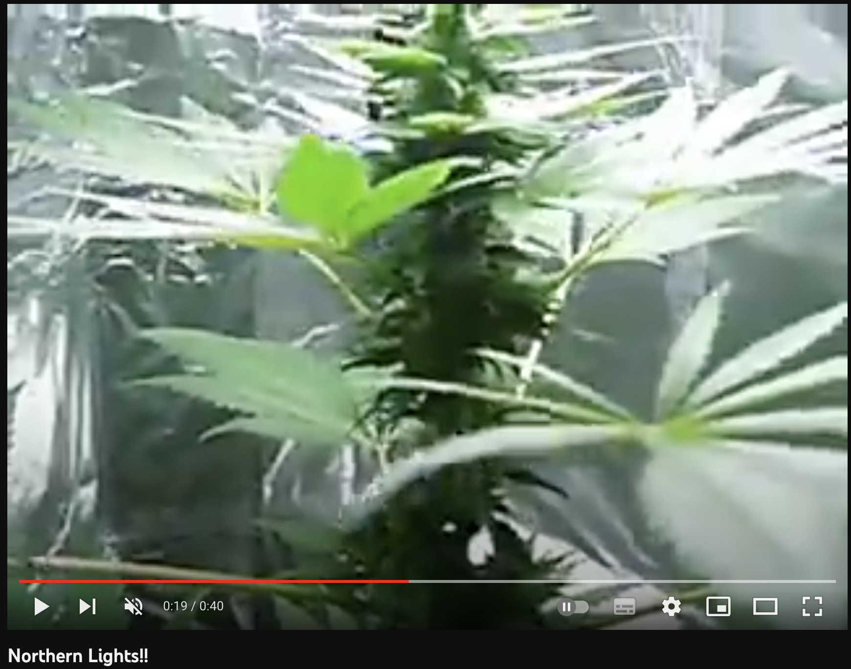 video cannabis xxx