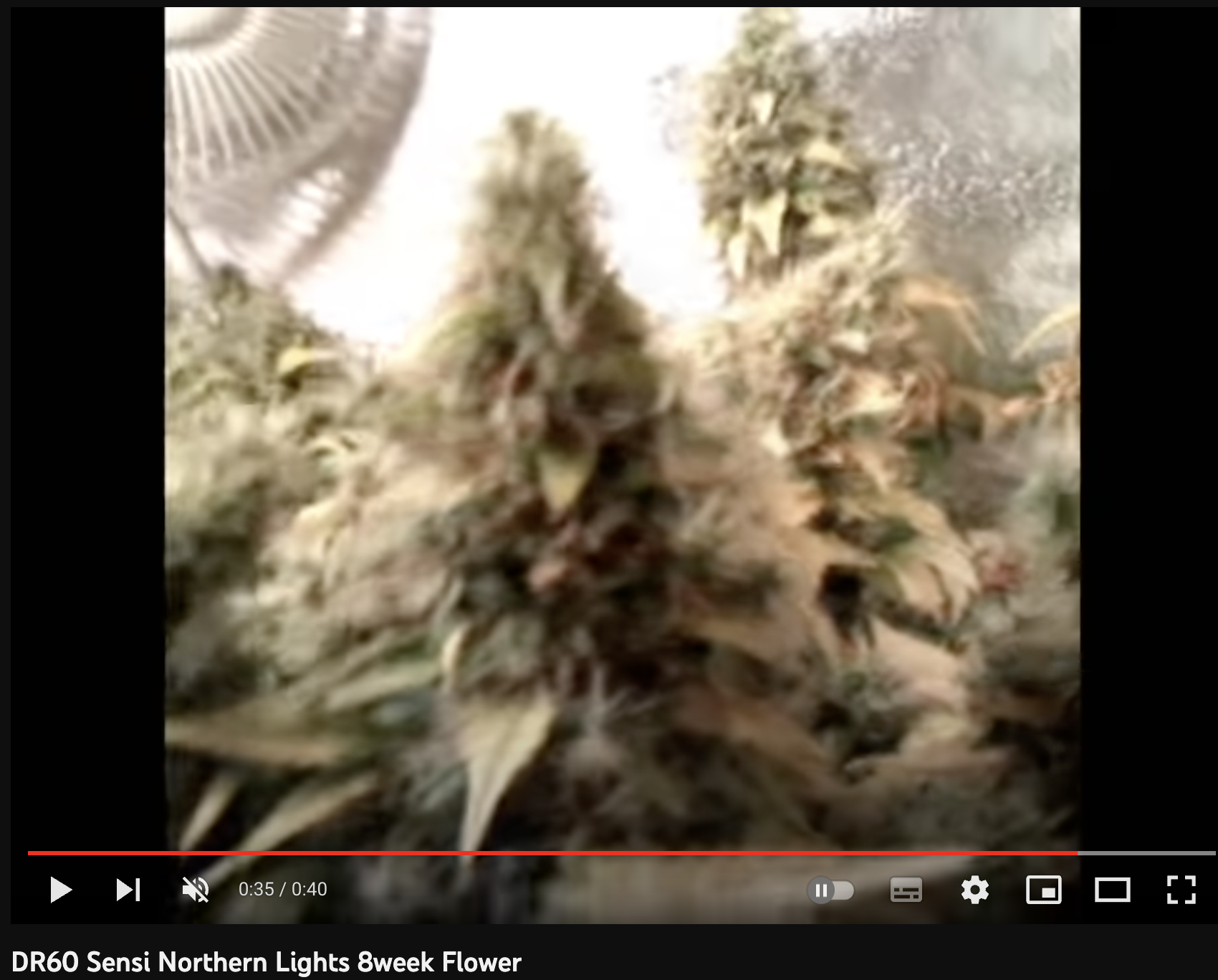 video cannabis xxx