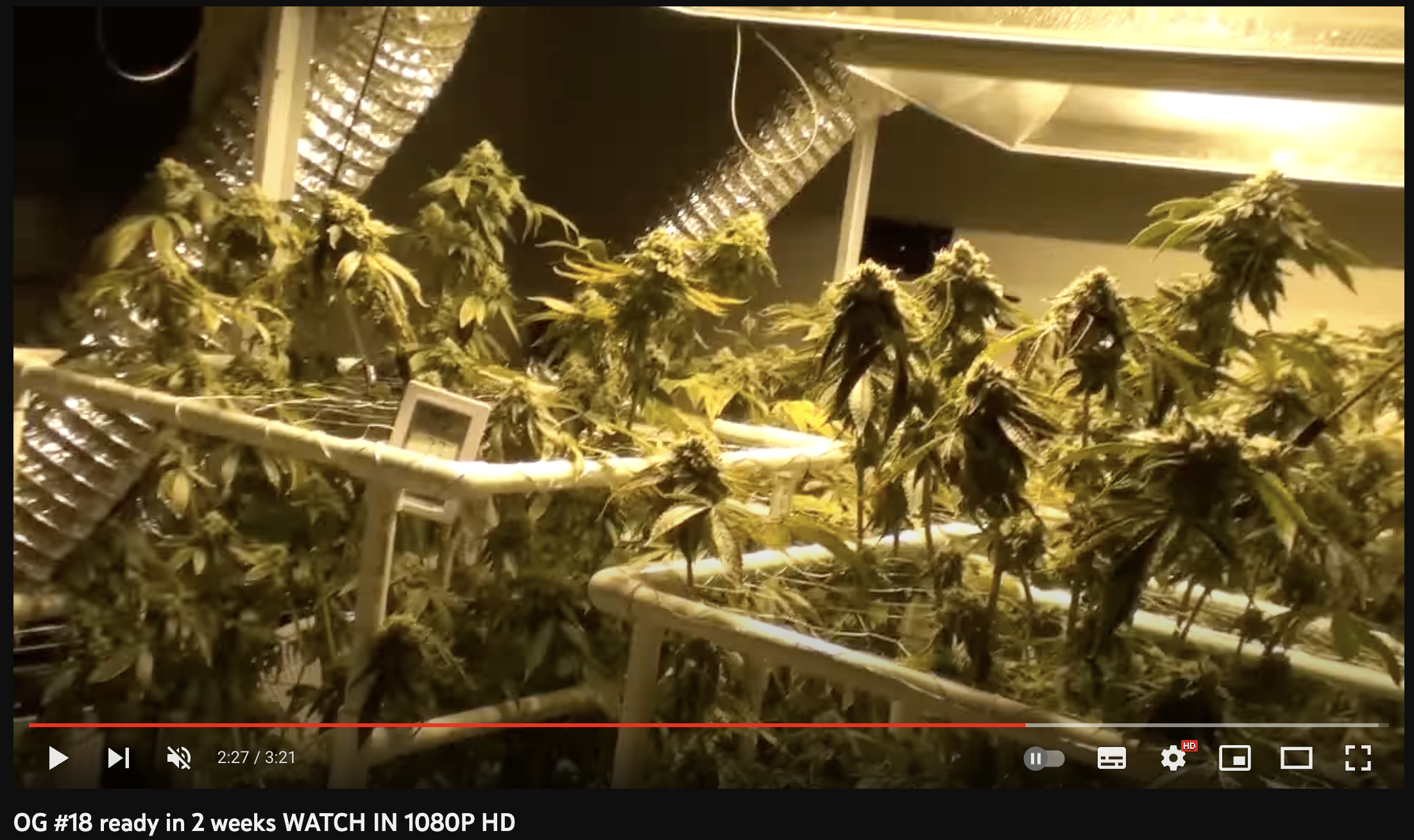 video cannabis xxx