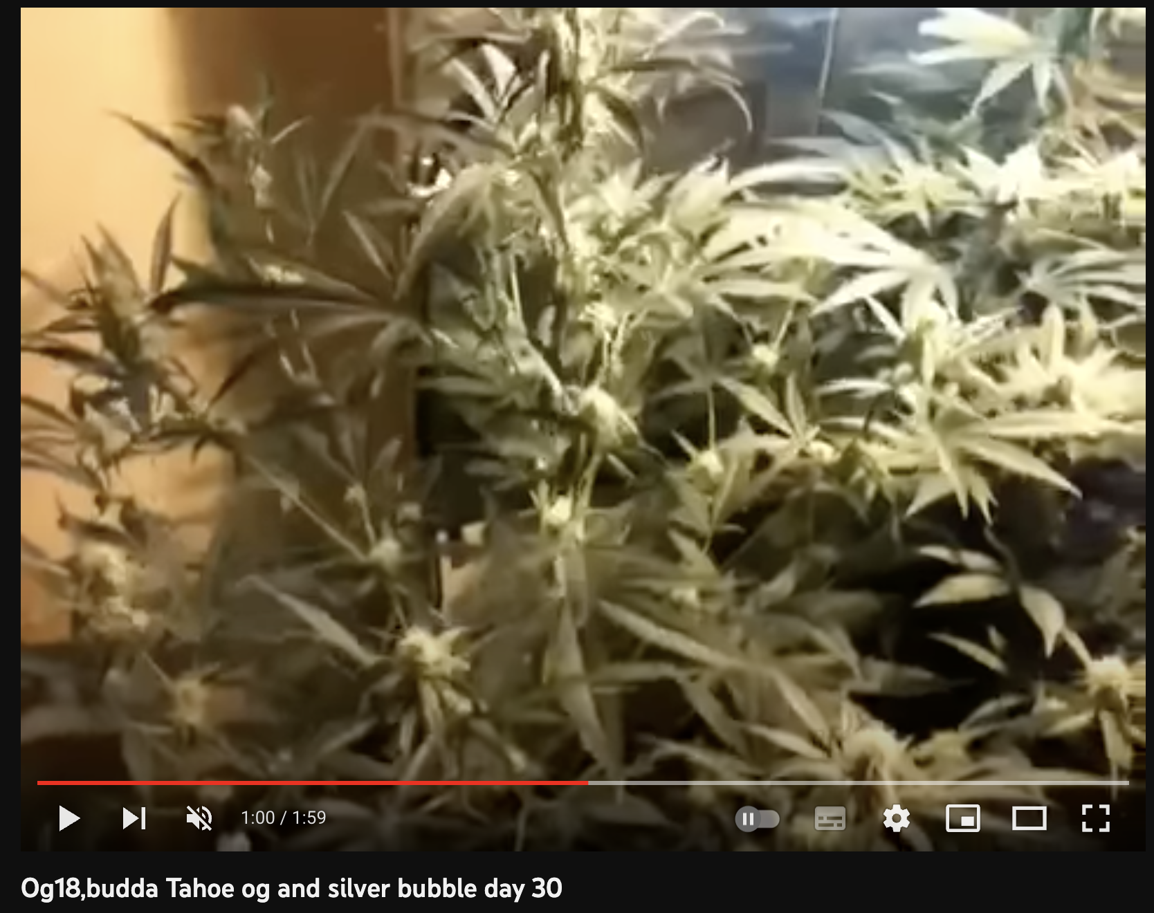 video cannabis xxx