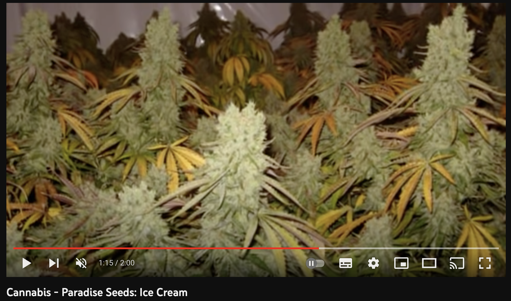 video cannabis xxx