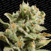 Paradise Seeds Dutch Dragon