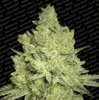 Paradise Seeds Jacky White