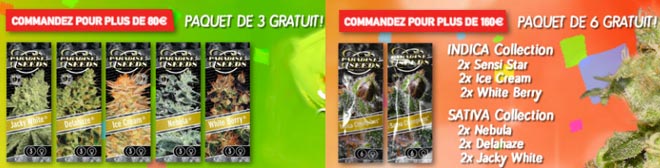 Paradise Seeds promo septembre 2015