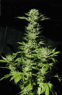 Paradise Seeds sensi star