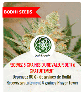 promo sur les graines Bodhi seeds