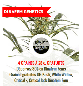promo sur les graines femelles Dinafem