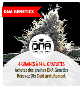 promo sur les graines DNA Genetics