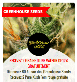 promo sur les graines GreenHouse seeds