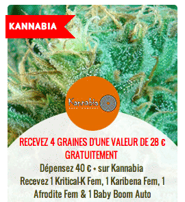 promo sur les graines Kannabia