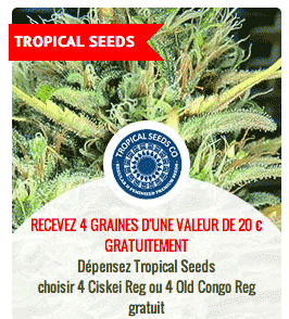 promo sur les graines Tropical seeds