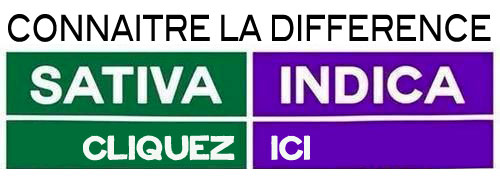 difference sativa et indica