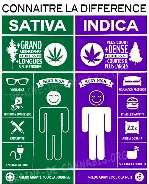 difference sativa et indica