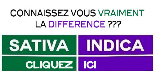 difference sativa et indica