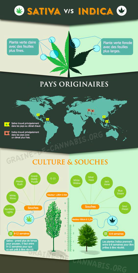 sativa vs indica