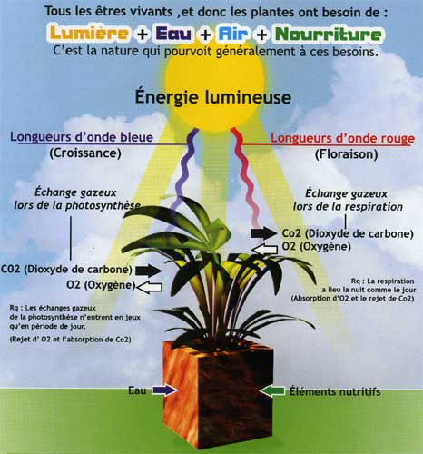 schema-besoin-plante