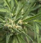 Amnesia haze - 710 Genetics