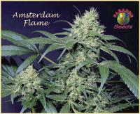 amsterdam-flame