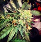 Berry O.G Kush - 710 Genetics