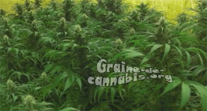 big-bang-bud