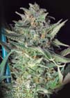 Big skunk- LaPlata Labs